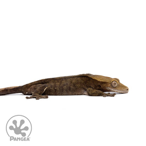 Female Dark Patternless Crested Gecko Cr-2598 facing right