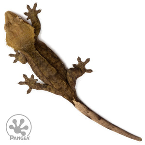 Female Dark Patternless Crested Gecko Cr-2598 from above