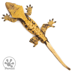 Male XXX Crested Gecko Cr-2599 from above