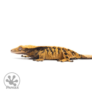 Female XXX Crested Gecko Cr-2602 facing left