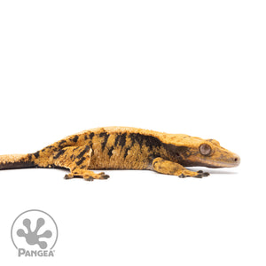 Female XXX Crested Gecko Cr-2602 facing right