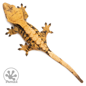 Female XXX Crested Gecko Cr-2602 from above