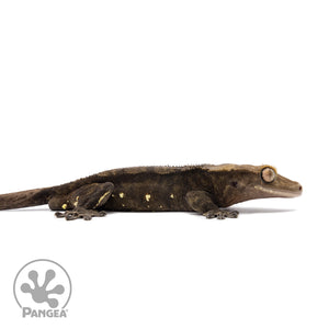 Female Dark Brindle Crested Gecko Cr-2606 facing right