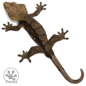 Female Dark Brindle Crested Gecko Cr-2606 from above