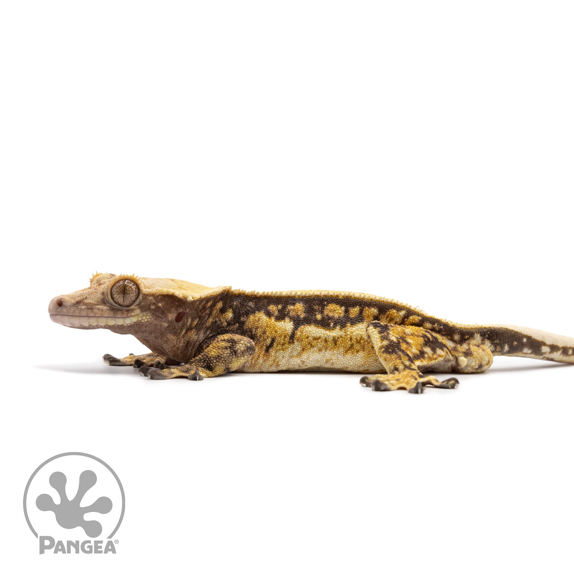 Male Tricolor Quadstripe Crested Gecko Cr-2607 facing left