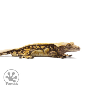 Male Tricolor Quadstripe Crested Gecko Cr-2607 facing right