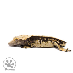 Male White Wall Crested Gecko Cr-2608 facing left