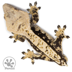 Male White Wall Crested Gecko Cr-2608 from above