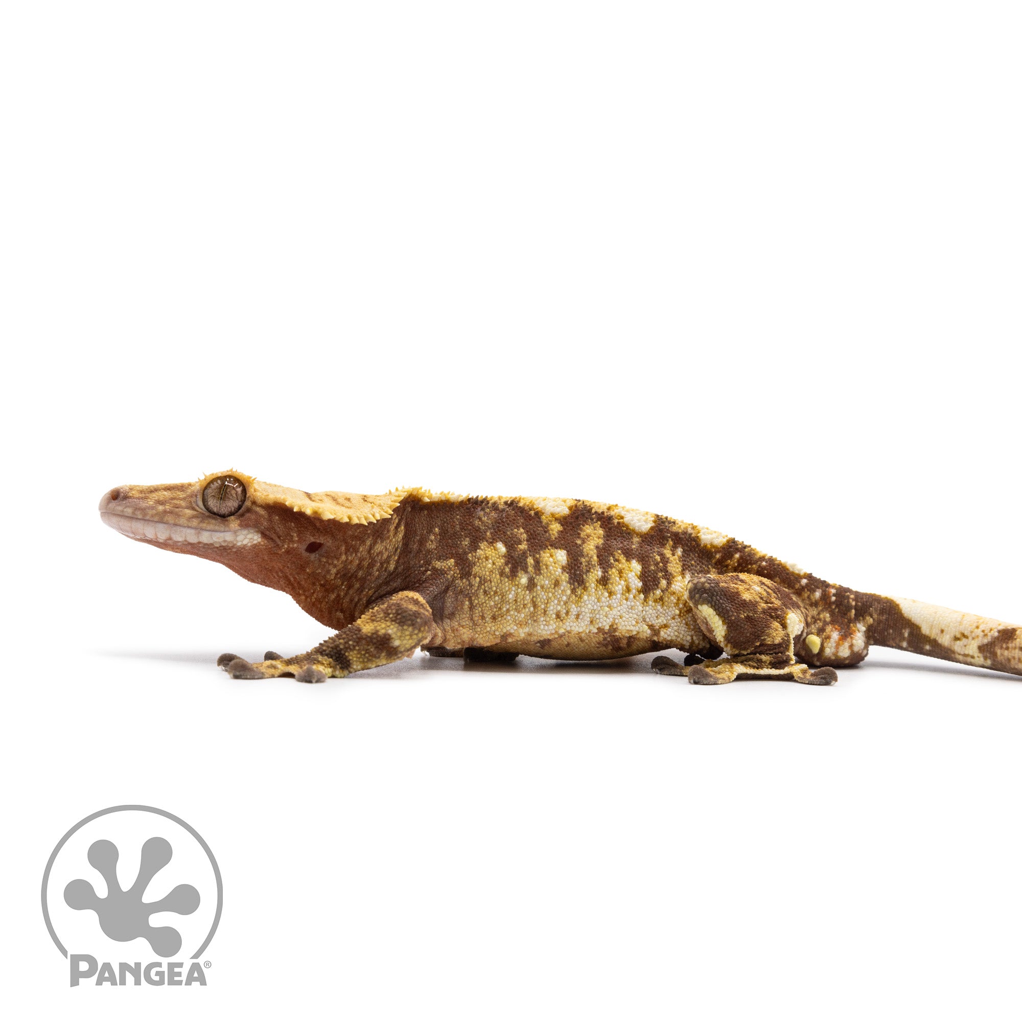 Male Red Tricolor Crested Gecko Cr-2609 facing left