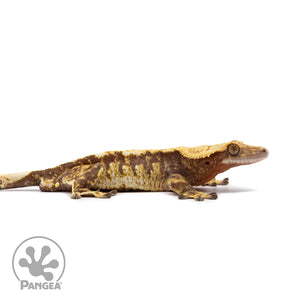 Male Red Tricolor Crested Gecko Cr-2609 facing right