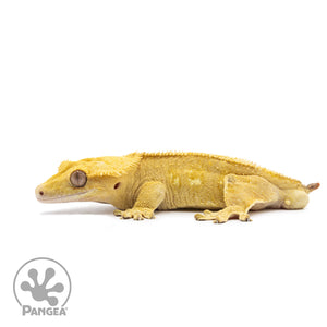 Male Yellow Phantom Crested Gecko Cr-2610 facing left