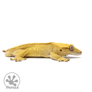 Male Yellow Phantom Crested Gecko Cr-2610 facing right