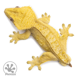 Male Yellow Phantom Crested Gecko Cr-2610 from above