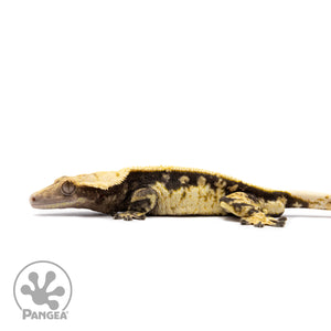 Male White Wall Crested Gecko Cr-2611 facing left