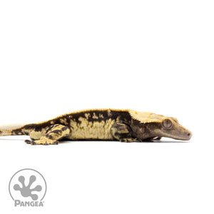 Male White Wall Crested Gecko Cr-2611 facing right