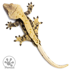 Male White Wall Crested Gecko Cr-2611 from above