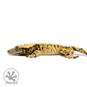 Male Tricolor Extreme Harlequin Crested Gecko Cr-2612 facing left