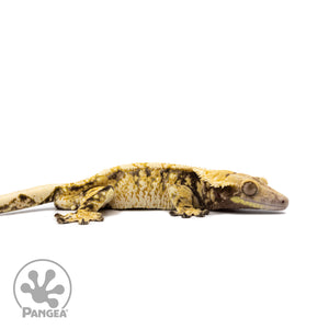 Male Tricolor Extreme Harlequin Crested Gecko Cr-2612 facing right