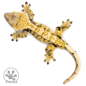 Male Tricolor Extreme Harlequin Crested Gecko Cr-2612 from above