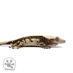 Male White Wall Pinstripe Crested Gecko Cr-2613 facing right