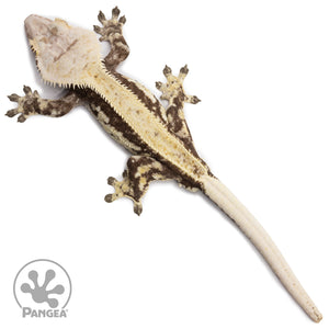 Male White Wall Pinstripe Crested Gecko Cr-2613 from above