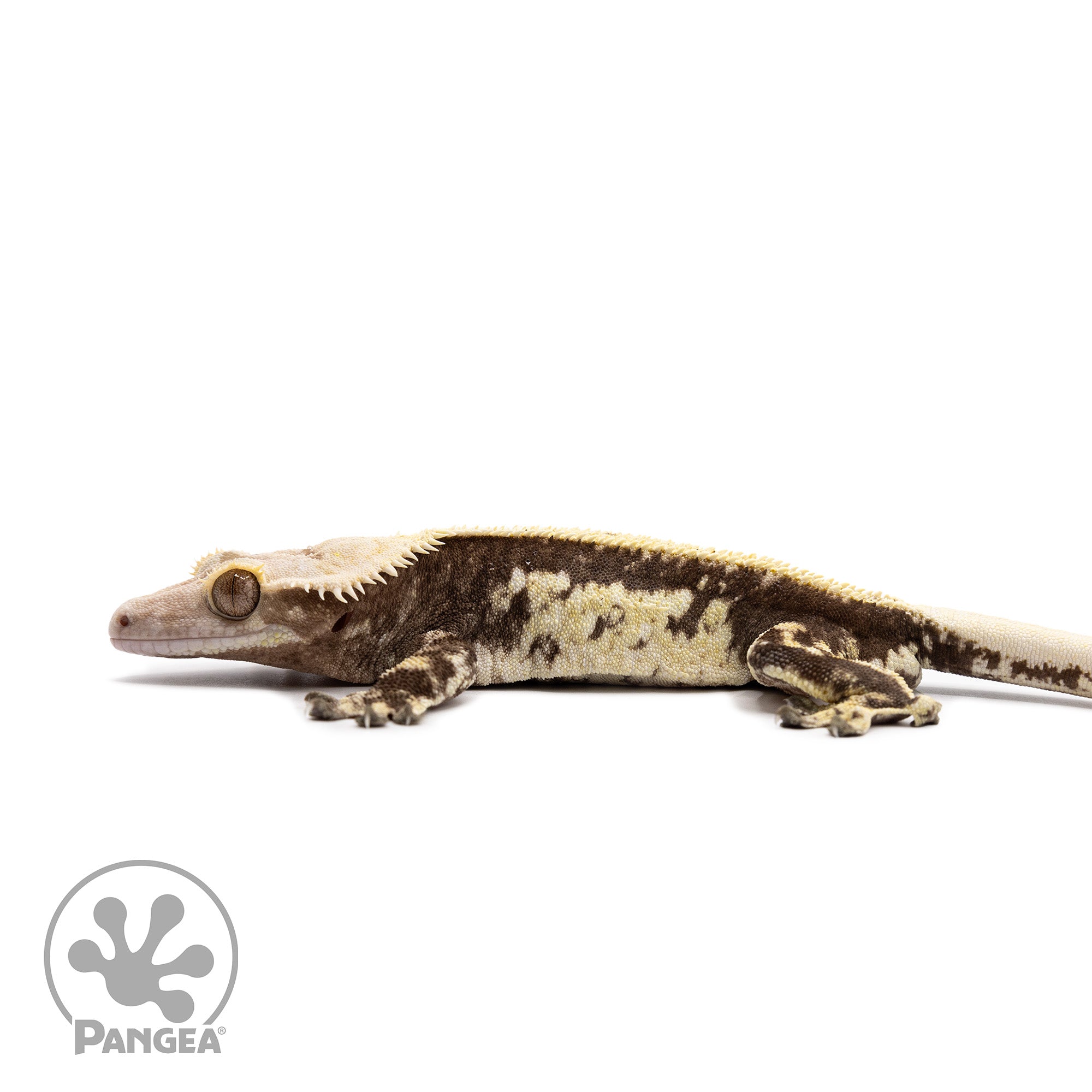 Male White Wall Pinstripe Crested Gecko Cr-2613 facing left