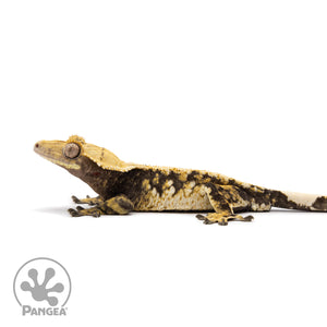 Male Tricolor Extreme Harlequin Crested Gecko Cr-2614 facing left