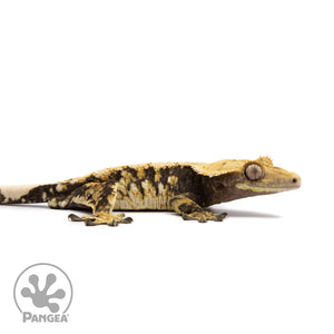 Male Tricolor Extreme Harlequin Crested Gecko Cr-2614 facing right