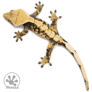 Male Tricolor Extreme Harlequin Crested Gecko Cr-2614 from above