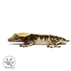 Male White Wall Crested Gecko Cr-2615 facing left