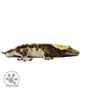 Male White Wall Crested Gecko Cr-2615 facing right