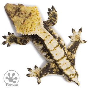 Male White Wall Crested Gecko Cr-2615 from above