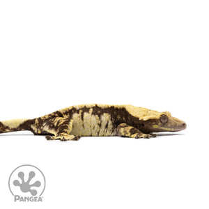 Female White Wall Crested Gecko Cr-2616 facing right