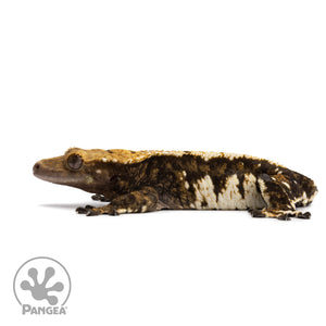 Female Harlequin Crested Gecko Cr-2617 facing left