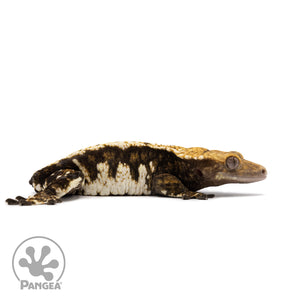 Female Harlequin Crested Gecko Cr-2617 facing right