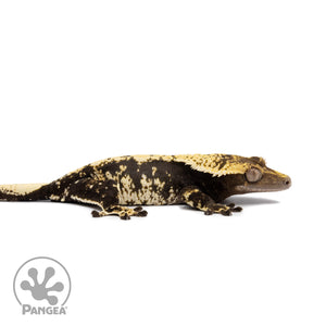 Female Harlequin Crested Gecko Cr-2618 facing right