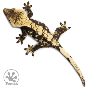 Female Harlequin Crested Gecko Cr-2618 from above