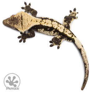 Male Betty White Harlequin Crested Gecko Cr-2619 from above