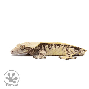 Male XXX Crested Gecko Cr-2620 facing left