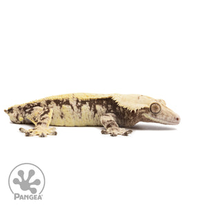 Male XXX Crested Gecko Cr-2620 facing right