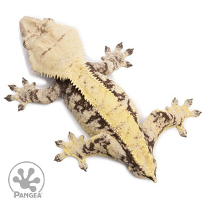 Male XXX Crested Gecko Cr-2620 from above