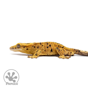 Male Orange Ink Blot Crested Gecko Cr-2621 facing left