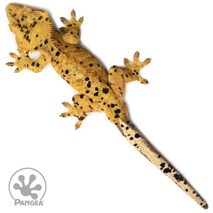 Male Orange Ink Blot Crested Gecko Cr-2621 from above