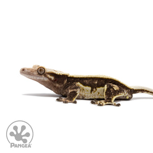 Male Quadstripe Crested Gecko Cr-2623 facing left