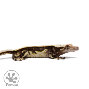 Male Quadstripe Crested Gecko Cr-2623 facing right