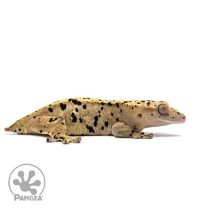 Female Ink Blot Crested Gecko Cr-2625