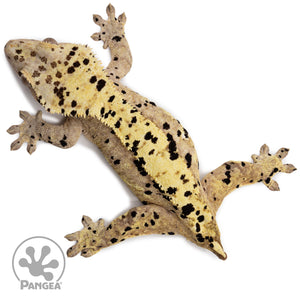 Female Ink Blot Crested Gecko Cr-2625