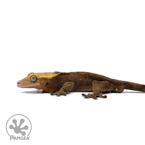 Male Dark Patternless Crested Gecko Cr-2626 facing left