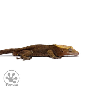 Male Dark Patternless Crested Gecko Cr-2626 facing right