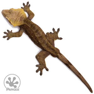 Male Dark Patternless Crested Gecko Cr-2626 from above